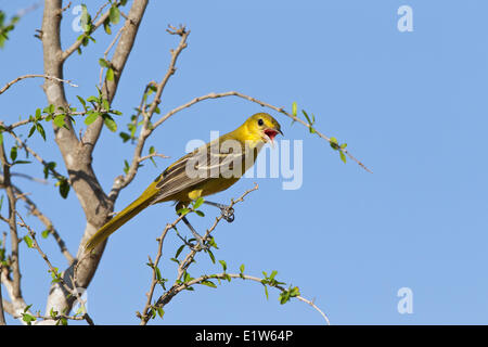 Baltimore rigogolo (Icterus galbula), femmina, Santa Clara Ranch, vicino Edinburg, il Texas del Sud. Foto Stock