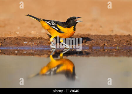 Baltimore rigogolo (Icterus galbula), maschio a stagno per bere acqua, Santa Clara Ranch, vicino Edinburg, il Texas del Sud. Foto Stock