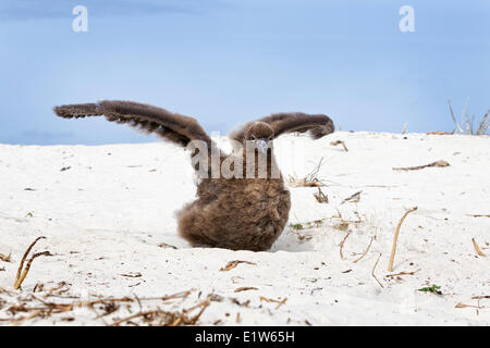 Nero-footed albatross (Phoebastria nigripes) chick esercizio ali isola di sabbia atollo di Midway National Wildlife Refuge Foto Stock