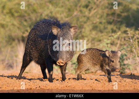 Acciuffato pecari (Pecari tajacu), adulti e giovani, Santa Clara Ranch, vicino Edinburg, il Texas del Sud. Foto Stock