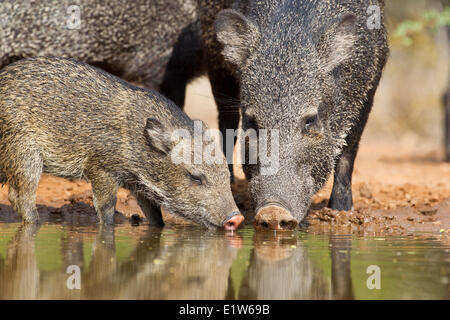 Acciuffato pecari (Pecari tajacu), adulti e giovani, bere, Santa Clara Ranch, vicino Edinburg, il Texas del Sud. Foto Stock