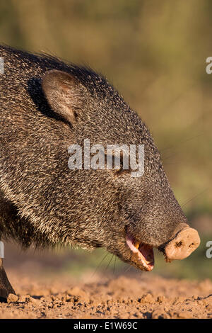 Acciuffato pecari (Pecari tajacu), Santa Clara Ranch, vicino Edinburg, il Texas del Sud. Foto Stock