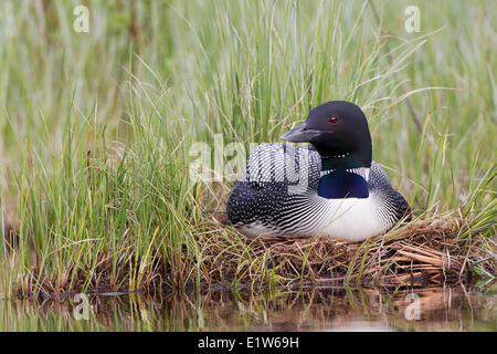 Loon comune (Gavia immer), il nido interno, British Columbia. Foto Stock