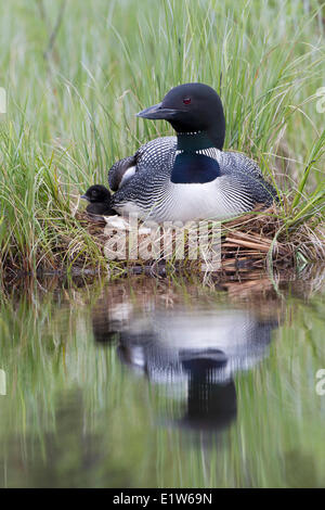 Loon comune (Gavia immer) adulto pulcino su nido interno British Columbia. La minore-di-un-giorno vecchio pulcino è prossimo al vuoto Foto Stock