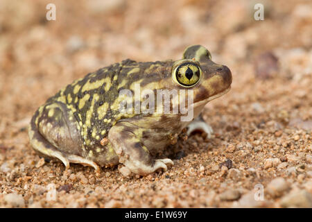 Il lettino spadefoot (Scaphiopus couchii), Amado, Arizona. (Temporaneamente vincolato) Foto Stock