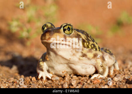 Il lettino spadefoot (Scaphiopus couchii), Amado, Arizona. (Temporaneamente vincolato) Foto Stock