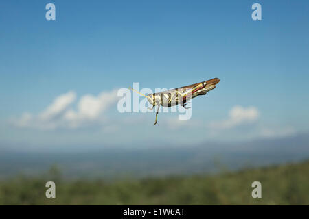 Grasshopper, probabilmente la famiglia Acrididae, sul parabrezza, Agua Caliente Canyon, vicino Amado, Arizona. Foto Stock