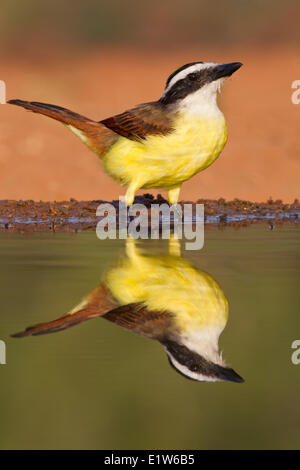 Grande kiskadee (Pitangus sulfuratus), a stagno per bere, Laguna Seca Ranch, vicino Edinburg, il Texas del Sud. Foto Stock