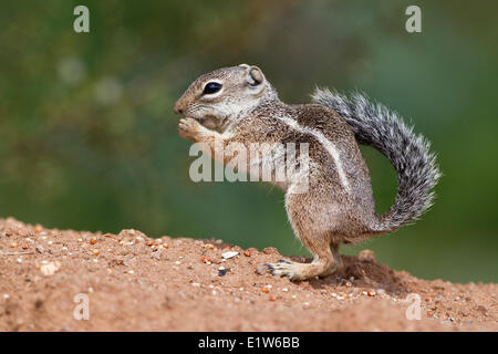 Harris di antilopi scoiattolo (Ammospermophilus harrisii), testa di elefante stagno, Amado, Arizona. Foto Stock