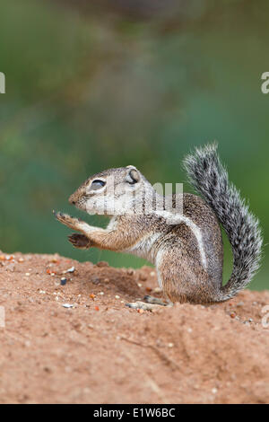 Harris di antilopi scoiattolo (Ammospermophilus harrisii), testa di elefante stagno, Amado, Arizona. Foto Stock