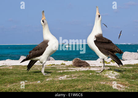 Laysan albatross (Phoebastria immutabilis) corteggiamento isola di sabbia atollo di Midway National Wildlife Refuge Northwest Hawaiian Foto Stock