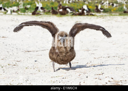 Laysan albatross (Phoebastria immutabilis) chick esercizio ali isola di sabbia atollo di Midway National Wildlife Refuge Northwest Foto Stock