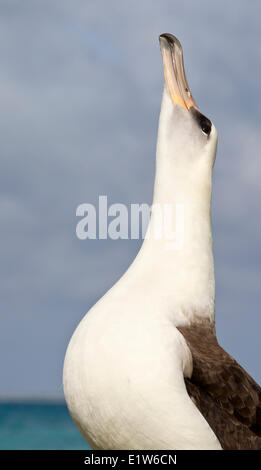 Laysan albatross (Phoebastria immutabilis) skypointing chiamando come parte del comportamento di corteggiamento isola di sabbia atollo di Midway National Foto Stock