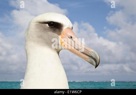 Laysan albatross (Phoebastria immutabilis) Sabbia Isola Midway Atoll National Wildlife Refuge Northwest isole hawaiane. Questo Foto Stock