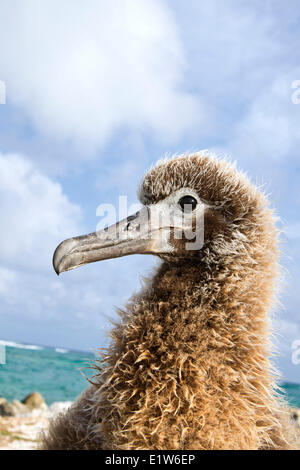Laysan albatross (Phoebastria immutabilis) sabbia pulcino Isola Midway Atoll National Wildlife Refuge Northwest isole hawaiane. Foto Stock