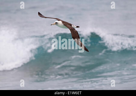 Laysan albatross (Phoebastria immutabilis) wave riding isola di sabbia atollo di Midway National Wildlife Refuge Northwest Hawaiian Foto Stock