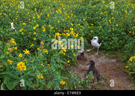 Laysan albatross (Phoebastria immutabilis) adulti pulcini tra golden crownbeard (Verbesina encelioides) Sabbia Isola Midway Foto Stock