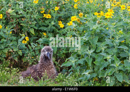 Laysan albatross (Phoebastria immutabilis) chick tra golden crownbeard (Verbesina encelioides) Isola di sabbia atollo di Midway Foto Stock