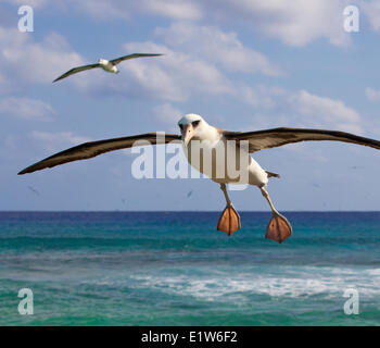 Laysan albatross (Phoebastria immutabilis) in volo isola di sabbia atollo di Midway National Wildlife Refuge Northwest Hawaiian Foto Stock