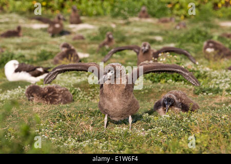 Laysan albatross (Phoebastria immutabilis) chick esercizio ali alla colonia nidificazione isola di sabbia atollo di Midway National Wildlife Foto Stock