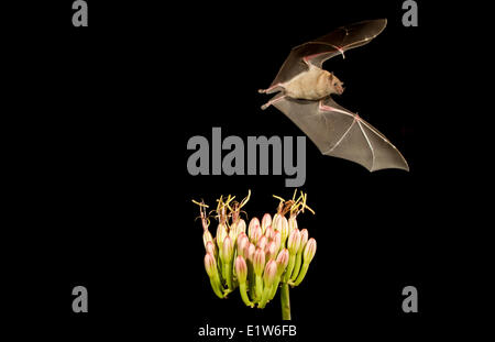 Minore a becco lungo (bat Leptonycteris yerbabuenae), alimentando il fiore di Agave, Amado, Arizona. Questo bat è elencato come vulnerabili. Foto Stock