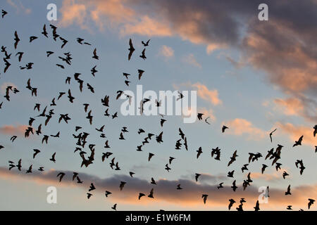 Libera messicano-tailed bats (Tadarida brasiliensis), dopo l'uscita dalla grotta, volare al crepuscolo per alimentare, Bracken Grotta, Texas. Foto Stock