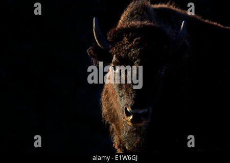 Pianure (Bison bison bison bison), mucca retroilluminato, Custer State Park, Sud Dakota. Foto Stock