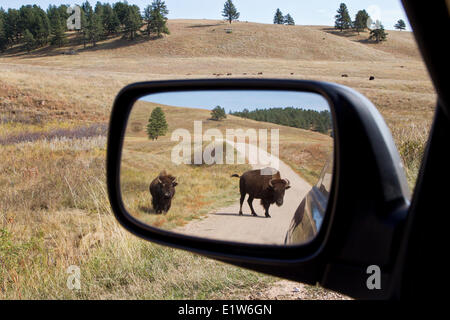 Pianure (Bison bison bison bison) in specchietto retrovisore (e allevamento in distanza), Custer State Park, Sud Dakota. Foto Stock