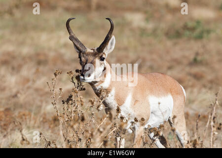 Pronghorn (Antilocapra americana), buck profumo di sfregamento sul premistoppa thistle, Custer State Park, Sud Dakota. Foto Stock