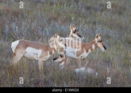 Pronghorn (Antilocapra americana), non, Custer State Park, Sud Dakota. Foto Stock