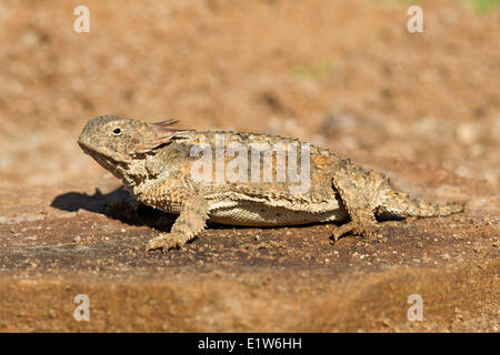 Regal cornuto lizard (Phrynosoma solare), Amado, Arizona. (Prigioniero) Foto Stock