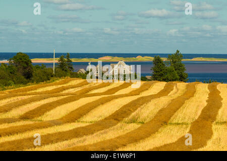 Agriturismo, Springbrook, Prince Edward Island, Canada Foto Stock