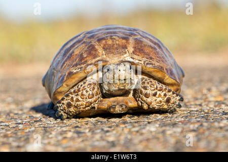 Texas tartaruga (Gopherus berlandieri), maschio,(molto controllati brevemente), Laguna Atascosa National Wildlife Refuge, Texas. Foto Stock