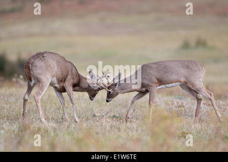 White-tailed deer (Odocoileus virginianus), bucks sparring, Custer State Park, Sud Dakota. Foto Stock