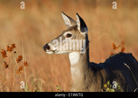 White-tailed deer (Odocoileus virginianus), doe, Custer State Park, Sud Dakota. Foto Stock