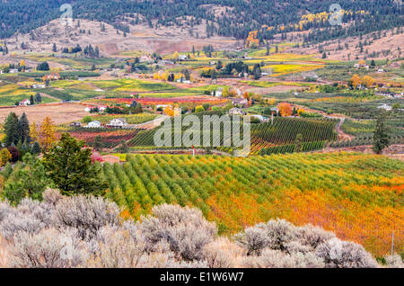 Variopinti vigneti in autunno in Naramata, Okanagan Valley della British Columbia, Canada. Foto Stock