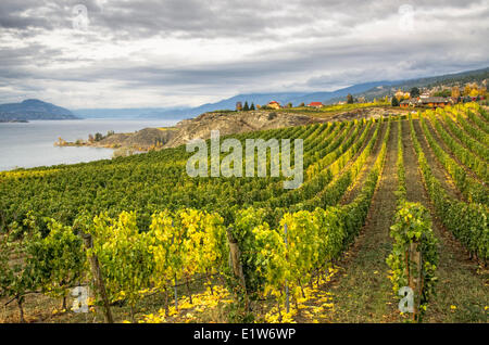 Variopinti vigneti in autunno lungo Lago Okanagan in Naramata, Okanagan Valley della British Columbia, Canada. Foto Stock