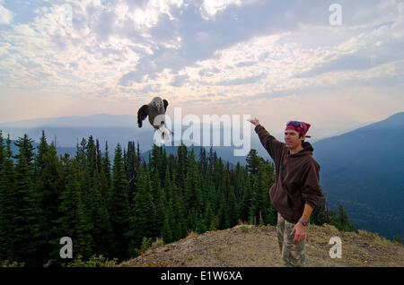 Un Clark schiaccianoci vola verso la telecamera a cascata in vedetta E.C. Manning Park nel Similkameen della Columbia britannica in Canada Foto Stock