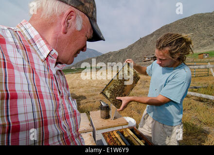 Bee agricoltori controllare sul loro api al miele di fiori Farm in Keremeos nel Similkameen regione della British Columbia, Canada Foto Stock