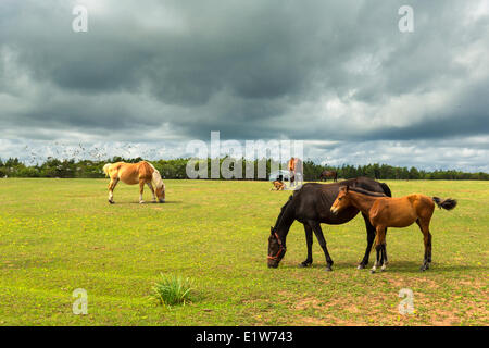 Cavalli, Seacow stagno, Prince Edward Island, Canada Foto Stock