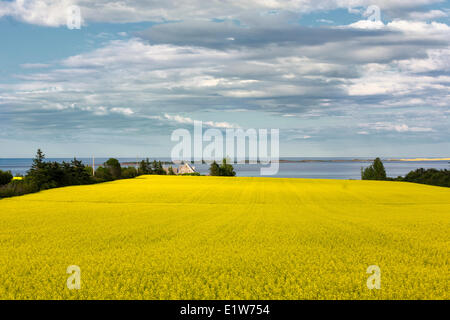 La Canola, Springbrook, Prince Edward Island, Canada Foto Stock