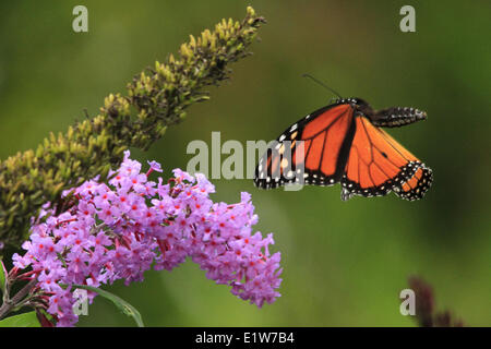 Farfalla monarca, Danaus plexippus, in volo Foto Stock