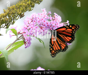 Farfalla monarca, Danaus plexippus, appollaiato sul fiore Foto Stock