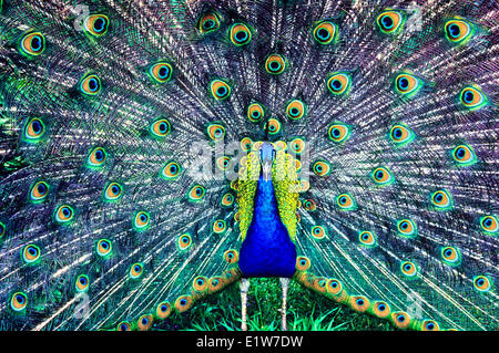 Blu Pavone, (Pavo cristatus) Foto Stock