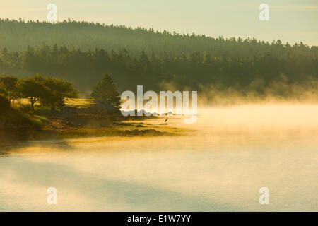 Airone cenerino, parchi Creek, Lunenburg County, Nova Scotia, Canada Foto Stock