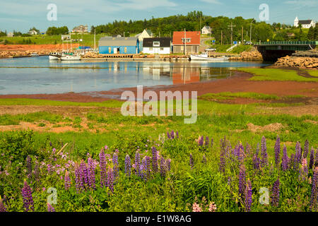 I lupini, New London, Prince Edward Island, Canada Foto Stock