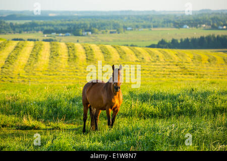 Cavallo, Orwell Cove, Prince Edward Island, Canada Foto Stock