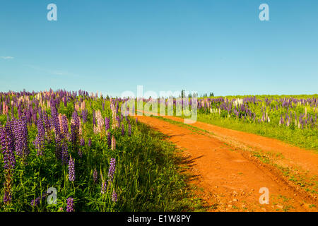 I lupini, Westmorleland, Prince Edward Island, Canada Foto Stock