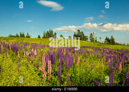 I lupini, Westmorleland, Prince Edward Island, Canada Foto Stock