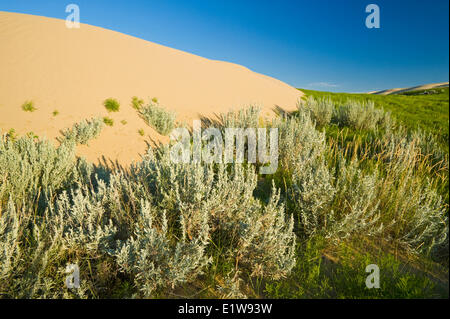 Bordo di dune di sabbia popolata da sagebrush, il grande Sandhills, vicino scettro, Saskatchewan, Canada Foto Stock